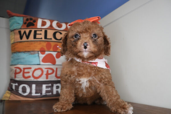 Cocoa Miniature Goldendoodle 01