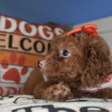 Cocoa Miniature Goldendoodle 02