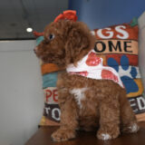 Cocoa Miniature Goldendoodle 03