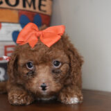 Cocoa Miniature Goldendoodle 04