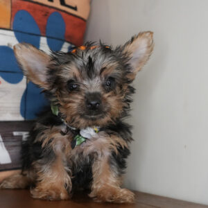 Cookie Crisp Yorkshire Terrier 01