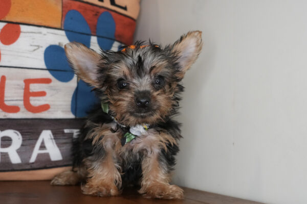 Cookie Crisp Yorkshire Terrier 01