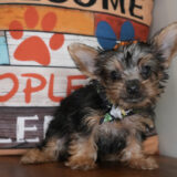 Cookie Crisp Yorkshire Terrier 02