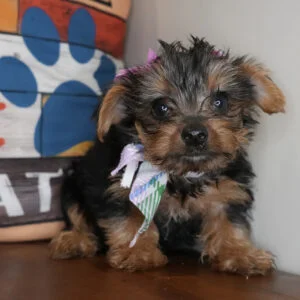 Corn Pop Yorkshire Terrier 01