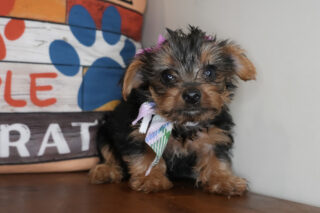 Corn Pop Yorkshire Terrier 01