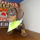 Denton Miniature Dachshund 02