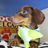 Denton Miniature Dachshund 03