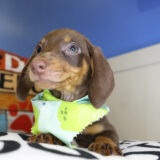 Denton Miniature Dachshund 04