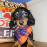 Dolby Miniature Dachshund 01