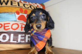 Dolby Miniature Dachshund 01