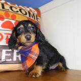 Dolby Miniature Dachshund 02