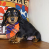 Dolby Miniature Dachshund 03