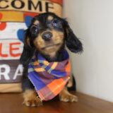 Dolby Miniature Dachshund 04