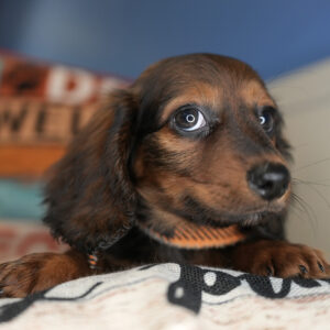 Drax Miniature Dachshund 01