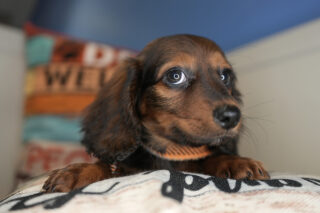 Drax Miniature Dachshund 01