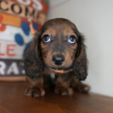 Drax Miniature Dachshund 02