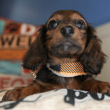 Drax Miniature Dachshund 03