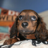 Drax Miniature Dachshund 04