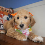 Esther Labradoodle 04