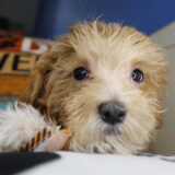 Finnick Maltipoo 01