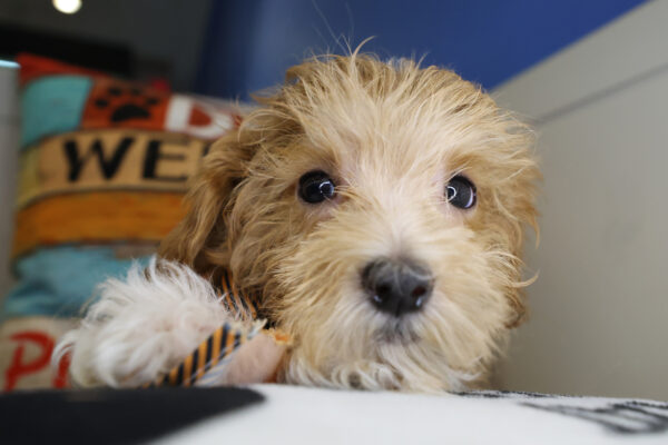 Finnick Maltipoo 01