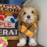 Finnick Maltipoo 02