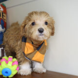 Finnick Maltipoo 03