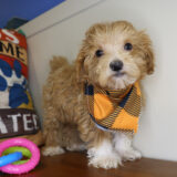 Finnick Maltipoo 04