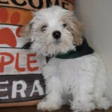 Fluffer Maltipoo 02