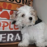 Fluffer Maltipoo 03