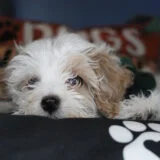 Fluffer Maltipoo 04