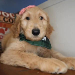 Frances Goldendoodle 01