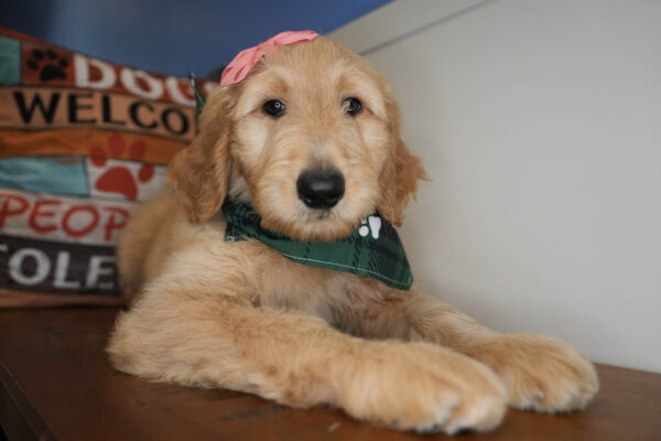 Frances Goldendoodle 01