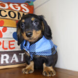 Frost Miniature Dachshund 01