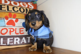 Frost Miniature Dachshund 01