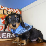 Frost Miniature Dachshund 02