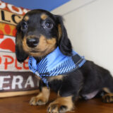 Frost Miniature Dachshund 03