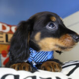 Frost Miniature Dachshund 04