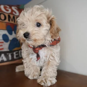 Green Bean Maltipoo 01