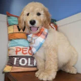 Holt Labradoodle 02