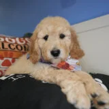 Holt Labradoodle 04