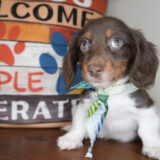 Hops Miniature Dachshund 01