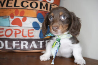 Hops Miniature Dachshund 01