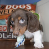 Hops Miniature Dachshund 03