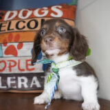 Hops Miniature Dachshund 04