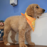 Horace Labradoodle 03