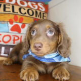 Jarek Miniature Dachshund 03