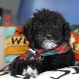 Jimmy Chew Miniature Poodle 02