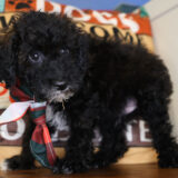 Jimmy Chew Miniature Poodle 03