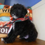 Jimmy Chew Miniature Poodle 04